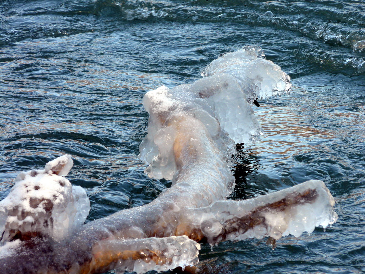 01 Ice on tree