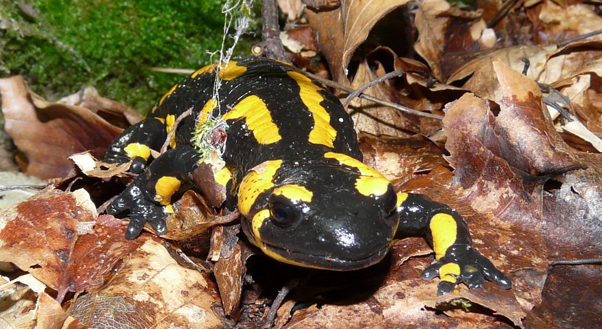 Salamandra