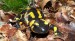 Salamandra